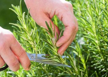 Saúde: Benefício do Alecrim