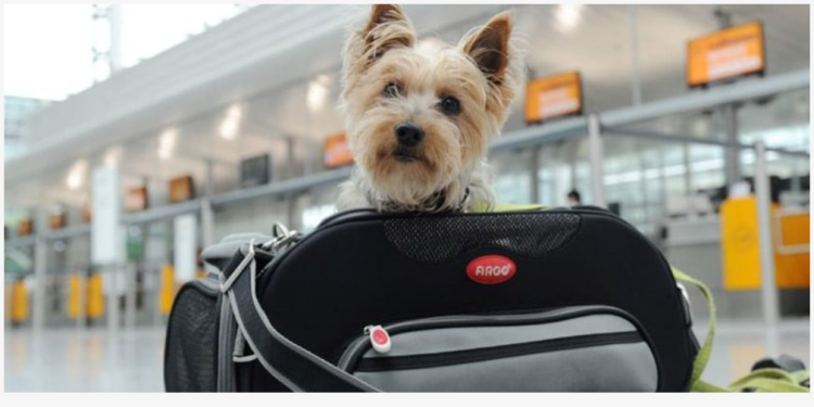Novas regras para transporte AÉREO de PETS