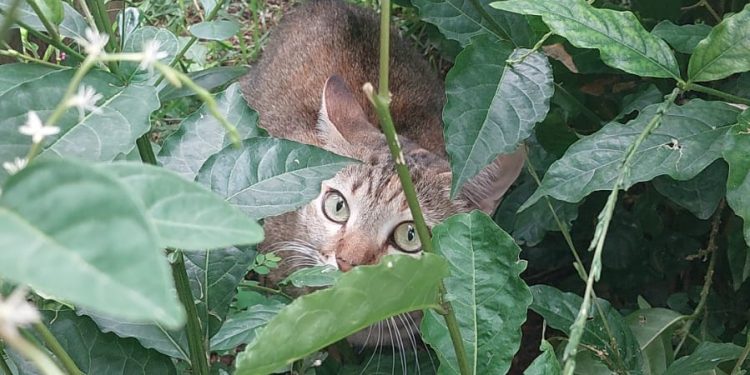 Os Surpreendentes Benefícios de Ter um Gato para Sua Saúde