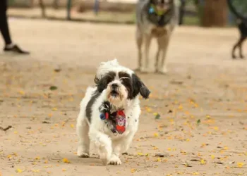 Animais domésticos terão direito a RG com cadastro nacional