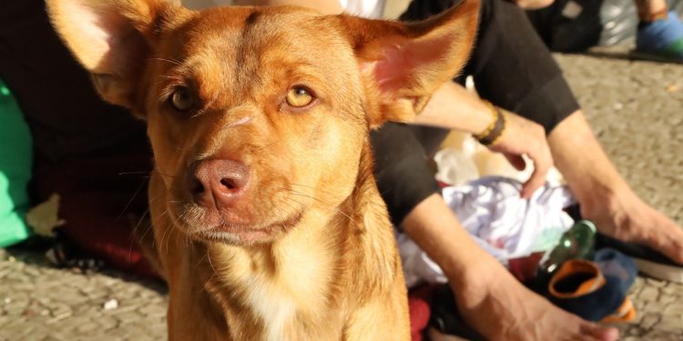 Prefeitura lança campanha de arrecadação para aquecer o inverno dos pets