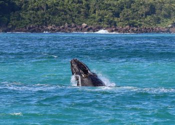 Observação de baleias impulsiona turismo de inverno em São Sebastião