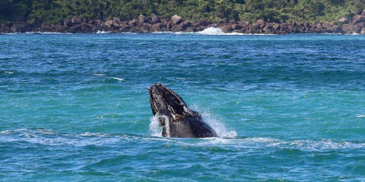 Observação de baleias impulsiona turismo de inverno em São Sebastião