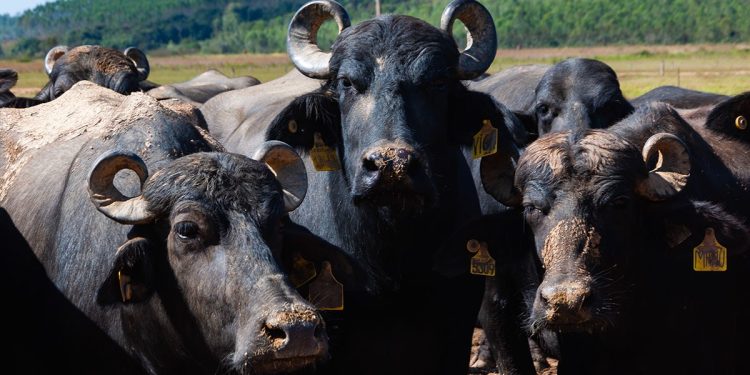 Empresa mineira lança o primeiro leite em pó 100% de búfala do Brasil