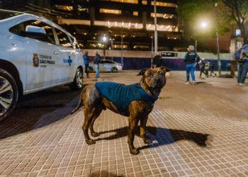Prefeitura de SP: Campanha arrecada roupas e cobertores para aquecer animais de pessoas em situação de vulnerabilidade