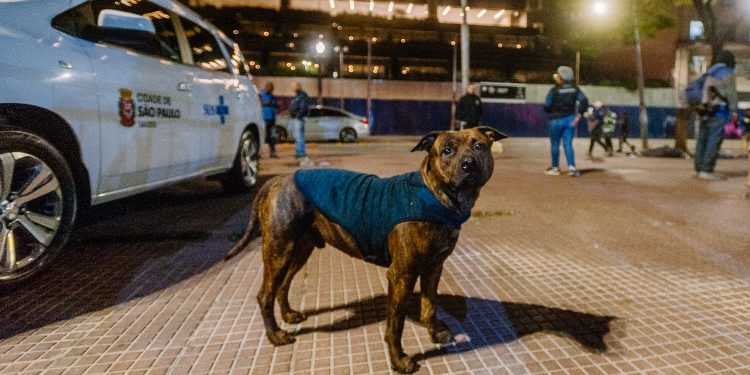 Prefeitura de SP: Campanha arrecada roupas e cobertores para aquecer animais de pessoas em situação de vulnerabilidade