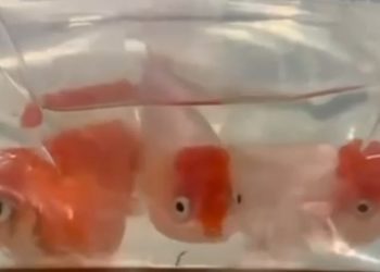 Peixes de ouro contrabandeados do EXTERIOR ameaçam piscicultura no Brasil!