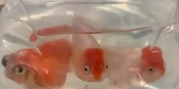 Peixes de ouro contrabandeados do EXTERIOR ameaçam piscicultura no Brasil!