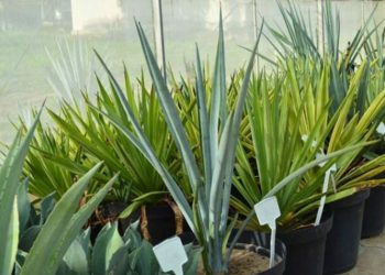 A planta da TEQUILA pode ser a nova ESPERANÇA para o SEMIÁRIDO brasileiro!