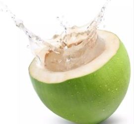 Água de coco desidratada conserva rins para transplantes!