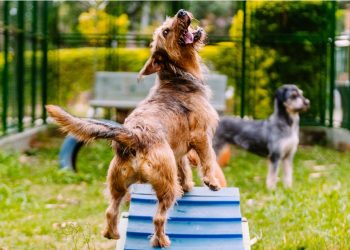 Adotar um animal de estimação é um ato de grande responsabilidade e de amor