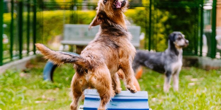 Adotar um animal de estimação é um ato de grande responsabilidade e de amor