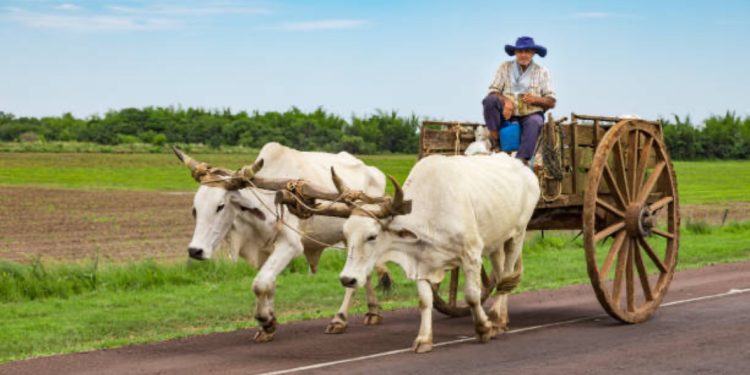 Câmara aprova PROJETO que proíbe ANIMAIS puxando CARROÇA no Brasil!