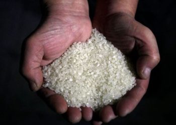 Conab libera R$ 300 MILHÕES para apoiar produtores de ARROZ no Brasil!