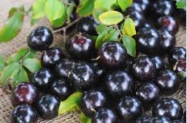 SUPER ALIMENTO! Jabuticaba é o fruto brasileiro que protege o coração e ajuda a combater o DIABETES!