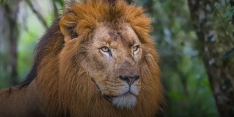 VETERINÁRIA de ELITE! Leão de 160 quilos passa por ressonância magnética em Curitiba!