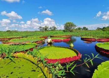 NATUREZA GIGANTE! Vitória-régia de 86 kg bate recorde mundial e surpreende botânicos!