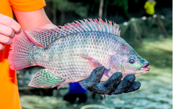 GUERRA da TILÁPIA: Governo Federal avalia proibir venda do peixe mais consumido do Brasil por ser ‘espécie INVASORA’!