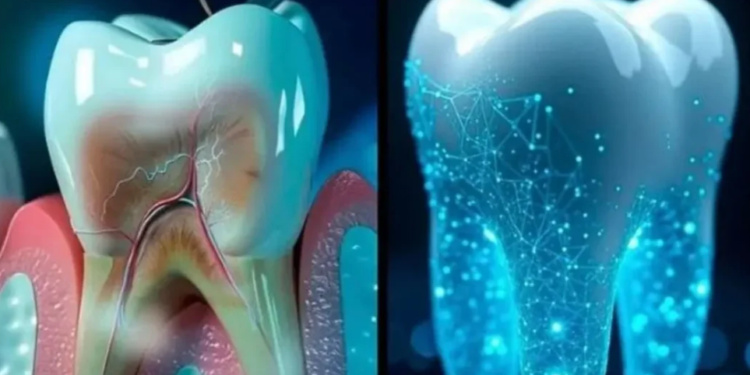 DENTE NOVO! Japão inicia testes em humanos de medicamento que faz nascer NOVOS DENTES e promete aposentar dentaduras e implantes!