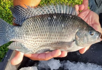 GUERRA da TILÁPIA SUSPENSA! Governo volta atrás em decisão que colocaria o peixe mais consumido do Brasil na lista de espécies INVASORAS!