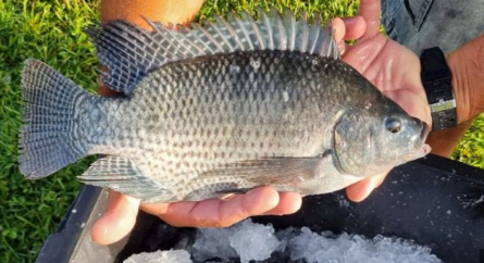 GUERRA da TILÁPIA SUSPENSA! Governo volta atrás em decisão que colocaria o peixe mais consumido do Brasil na lista de espécies INVASORAS!