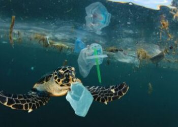 LIXO VIROU VIDA! Megaporção de Lixo do Pacífico cria NOVO ECOSSISTEMA e alerta cientistas sobre espécies INVASORAS no oceano!