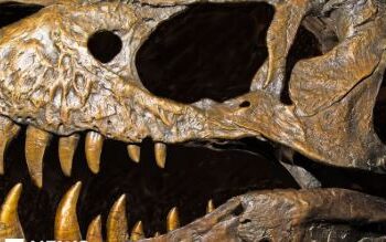 REVOLUÇÃO NA PALEONTOLOGIA: Fóssil na Hungria “reescreve” a história dos dinossauros na Europa