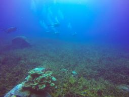 O MOTOR DA TERRA SOB RISCO: Cientistas descobrem que a falta de ferro no mar está “desligando” a produção de oxigênio