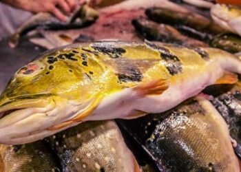 CIÊNCIA SUSTENTÁVEL: Pesquisa brasileira transforma pele de peixe amazônico em embalagem biodegradável