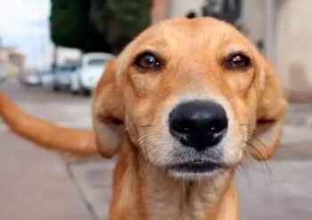 PATRIMÔNIO PAULISTA: Governo de SP sanciona lei que torna o “Vira-Lata Caramelo” expressão cultural do estado