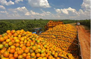 POTÊNCIA CITRÍCOLA: Limeira produz 11 milhões de toneladas de laranja e domina 80% do mercado nacional