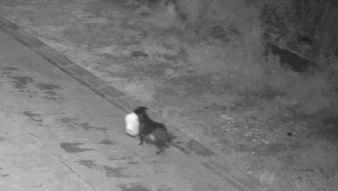 EXPLORAÇÃO ANIMAL: Italiano treina cachorro para descartar lixo e tentar burlar taxa de coleta na Sicília