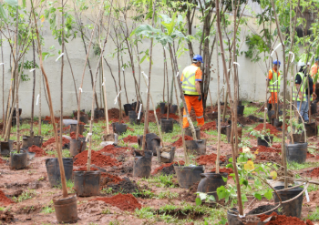 SÃO PAULO MAIS VERDE: Inauguração do Bosque Tesourinha na Praça Armênia mobiliza plantio de 2 mil muda