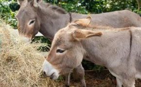 JUSTIÇA E ÉTICA: Especialistas pedem revisão de decisão que autoriza o abate de jumentos no Brasil