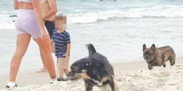 PETS NA AREIA: Nova lei restringe horário de cães nas praias das 9h às 17h