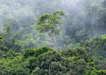 A “FÁBRICA DE CHUVA”: Floresta Amazônica vale mais de R$ 100 bilhões por ano para a economia brasileira