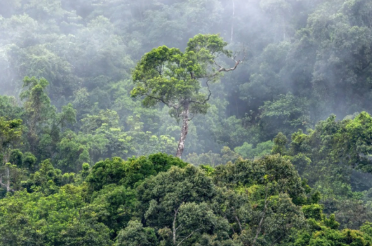 A “FÁBRICA DE CHUVA”: Floresta Amazônica vale mais de R$ 100 bilhões por ano para a economia brasileira