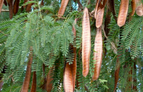 ALERTA ECOLÓGICO: Comissão aprova projeto para erradicar a leucena, a “ameaça invisível” das pastagens brasileiras