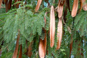 ALERTA ECOLÓGICO: Comissão aprova projeto para erradicar a leucena, a “ameaça invisível” das pastagens brasileiras