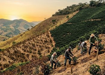 O ÊXODO DO CAFEZINHO: Como o aquecimento global está expulsando o café das terras brasileiras.
