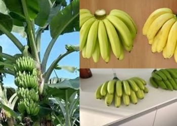 FRUTO DA CIÊNCIA: Conheça a 'Ambrosia', a super banana que promete baixar custos e durar mais na fruteira.