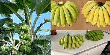 FRUTO DA CIÊNCIA: Conheça a 'Ambrosia', a super banana que promete baixar custos e durar mais na fruteira.