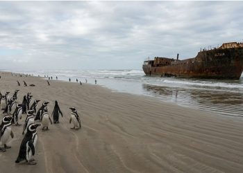 CAMINHO SEM FIM: A maior praia do mundo fica no Brasil e esconde pinguins e naufrágios.