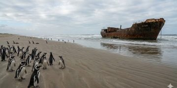CAMINHO SEM FIM: A maior praia do mundo fica no Brasil e esconde pinguins e naufrágios.