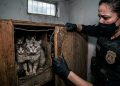 CATIVEIRO DO HORROR: Polícia resgata cem gatos de raça.