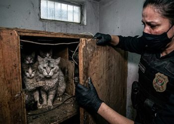 CATIVEIRO DO HORROR: Polícia resgata cem gatos de raça.