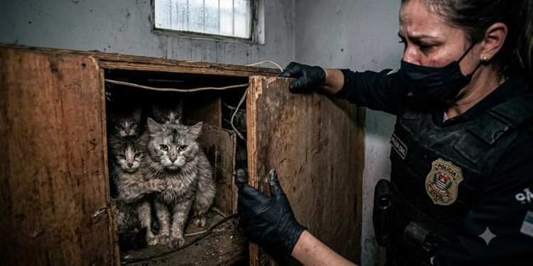 CATIVEIRO DO HORROR: Polícia resgata cem gatos de raça.