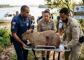 CRUELDADE NA GUARAPIRANGA: CAPIVARA MORRE APÓS SER RESGATADA COM FLECHA CRAVADA NO CORPO