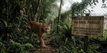 PERIGO NA MATA: ONÇA SOLTA ASSUSTA MORADORES EM BARUERI