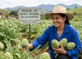 TESOURO DO TRABALHADOR: PIEDADE É A CAPITAL NACIONAL DA ALCACHOFRA